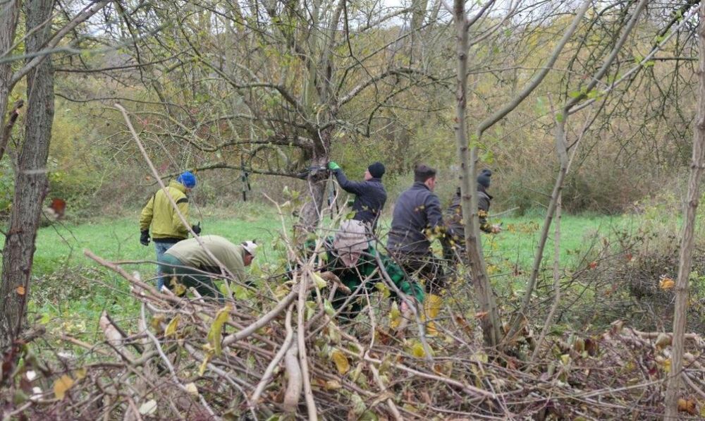 Viele freiwillige Helfende engagieren sich beim Pflegeeinsatz im „Ziegeunerwäldchen“. Foto: Nabu Springe