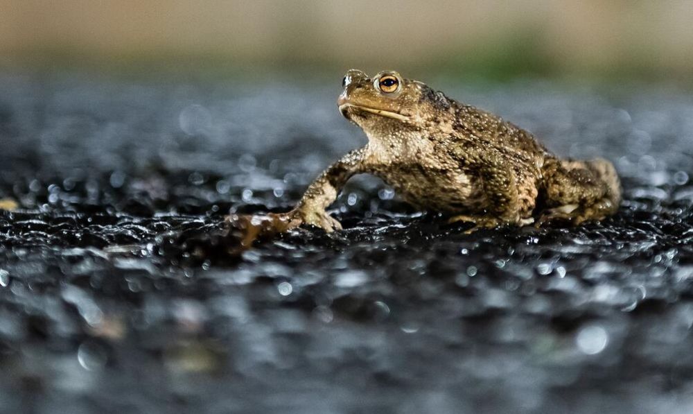 Bald beginnt die Wanderung der Amphibien – hier eine Erdkröte – zu ihren Laichgewässern. Autofahrer werden daher um besondere Aufmerksamkeit zum Schutz der Tiere gebeten.FOTO: Silas Stein